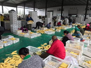 盛禾康業農產品經貿公司 速凍糯玉米 推動致富路